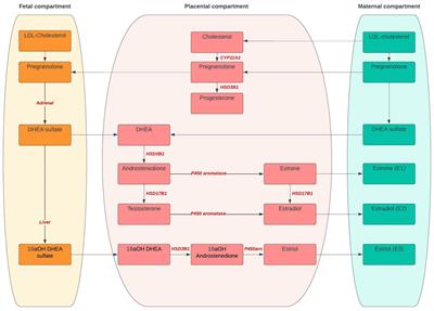 Endocrine and metabolic interactions in healthy pregnancies and hyperinsulinemic pregnancies affected by polycystic ovary syndrome, diabetes and obesity